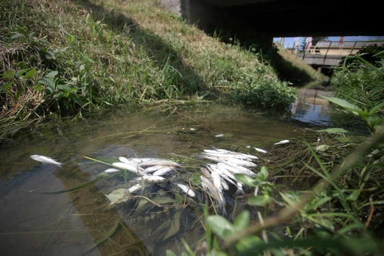 Što se događa? Mrtve ribe plutaju zagrebačkim potokom