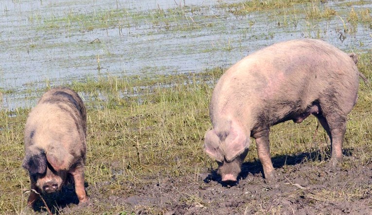 Željko iz okolice Bjelovara osuđen jer su njegove svinje ulazile na tuđe posjede