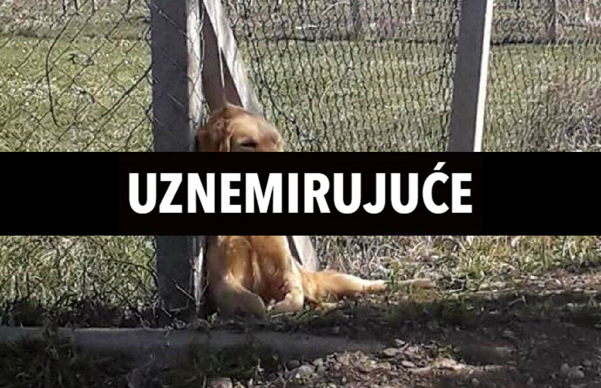 UZNEMIRUJUĆE Žena u BiH pred kćeri objesila psa