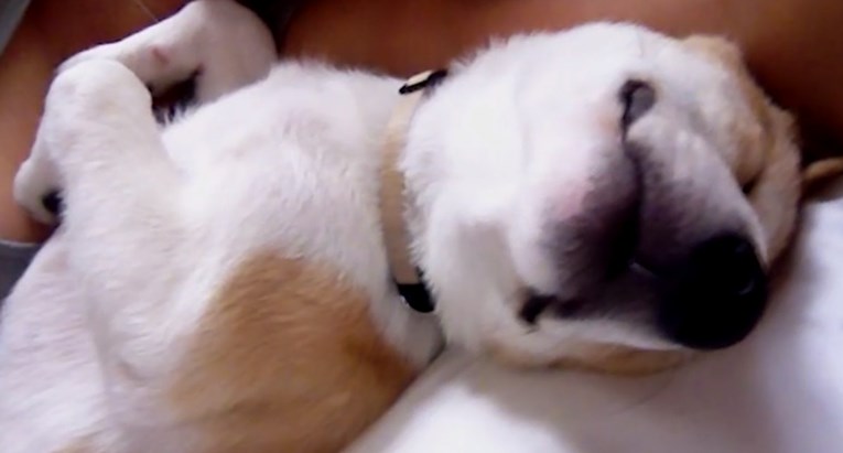 VIDEO Ovaj Shiba Inu pas najljeniji je ljubimac kojeg ste ikada vidjeli