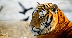 Kina opet legalizirala ubijanje tigrova i nosoroga