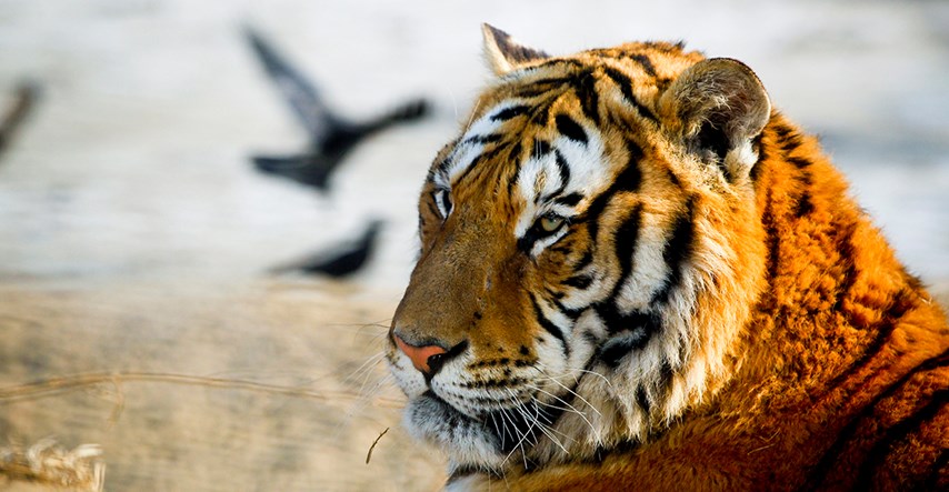 Kina opet legalizirala ubijanje tigrova i nosoroga