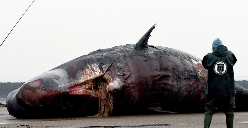 U utrobi mrtvog kita pronađeno 1000 komada plastike