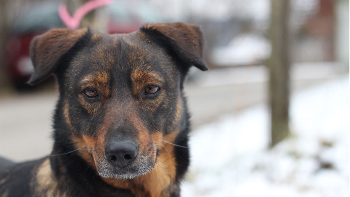 Dio života je provela u užasnim uvjetima, sada je spašena i samo želi ljubav