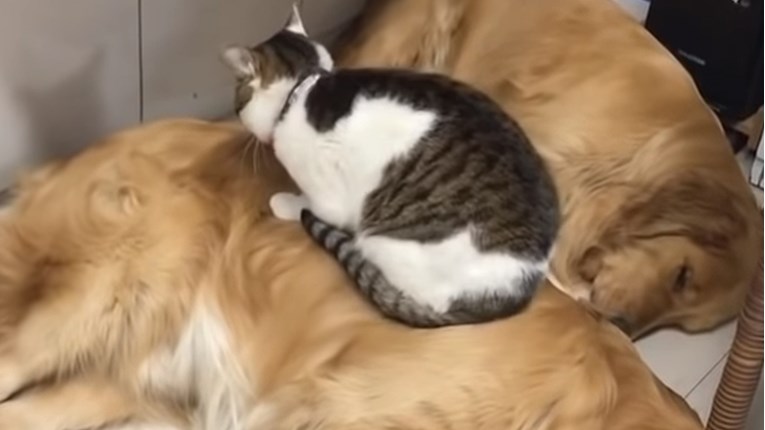 VIDEO Ova mačka spava i sjedi na posebnom mjestu. Doznajte kojem