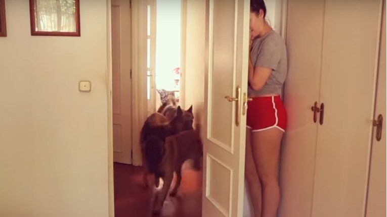 VIDEO Igra skrivača vrlo je dobra za vašeg psa jer mu pobuđuje nagone