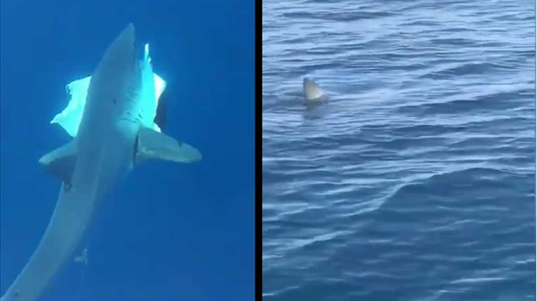Treba li se bojati morskog psa snimljenog kod Makarske?