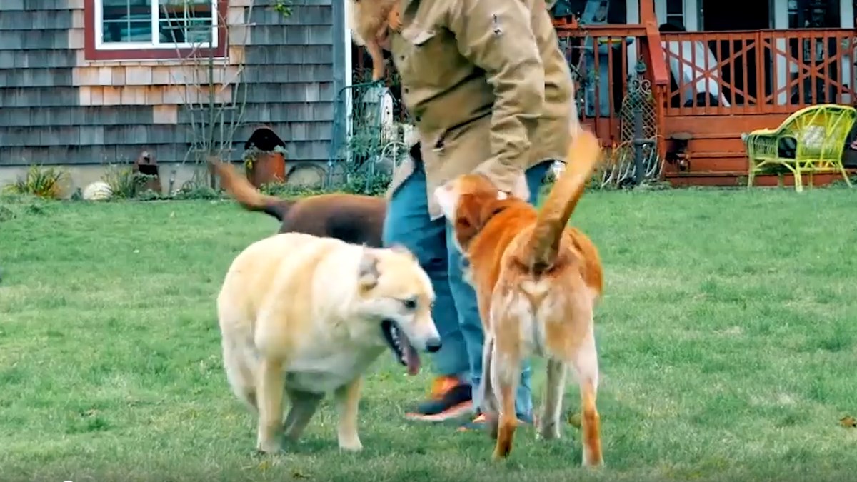 Ovi ljudi se za kujicu kojoj je netko odrezao noge bore najbolje što mogu