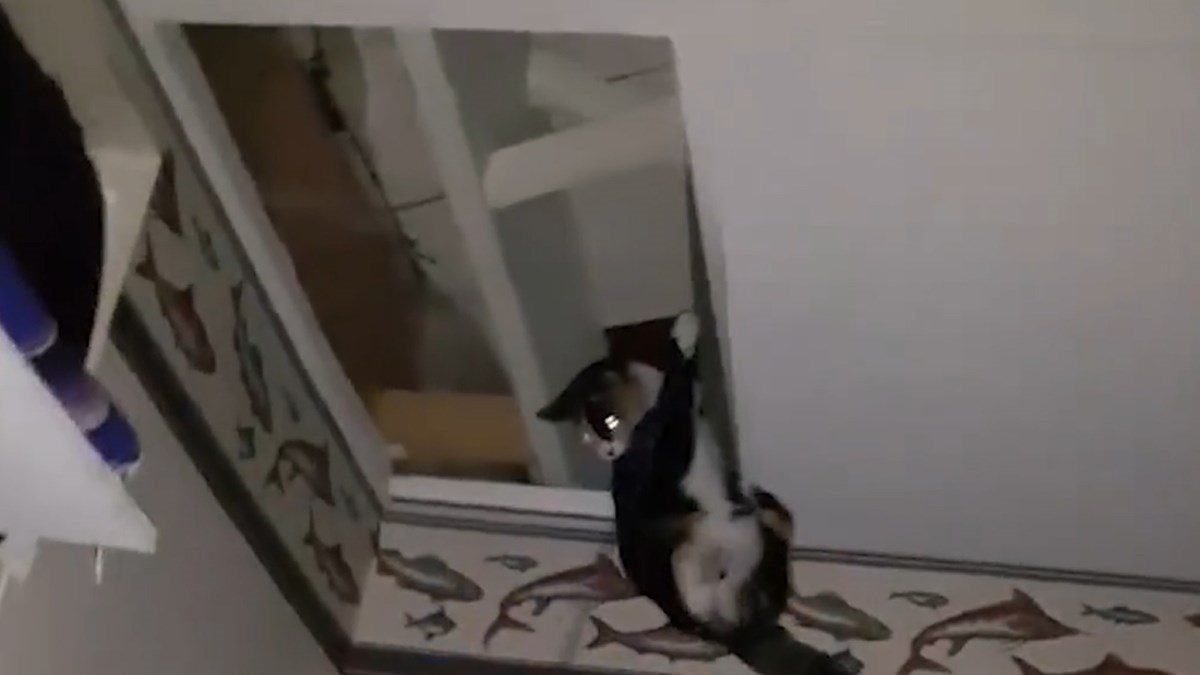 VIDEO Postoji dobar razlog zašto se kaže da mačke imaju devet života