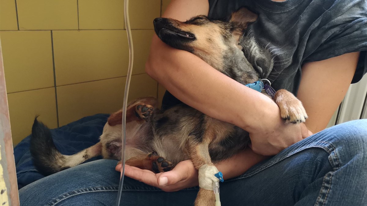 Ava je kujica pronađena puna crvi i rana u podrumu. Oporavlja se i treba vašu pomoć