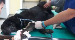 Pas Tibo je već godinama u skloništu Dumovec, daje krv i voli djecu. Tko će ga spasiti?