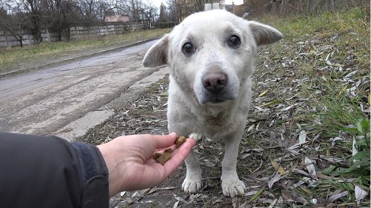 VIDEO Ovom psu su slomili srce, ali je dobio priliku za sreću i ljubav