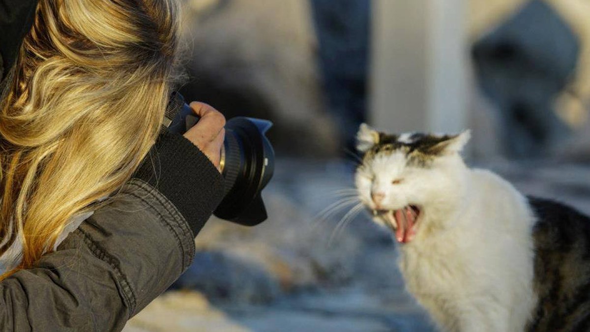Priključite se kampanji Foto Njuške i pomozite napuštenim životinjama
