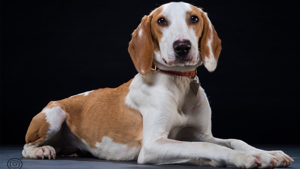 Posjetite humanitarno-edukativnu izložbu Foto Njuške