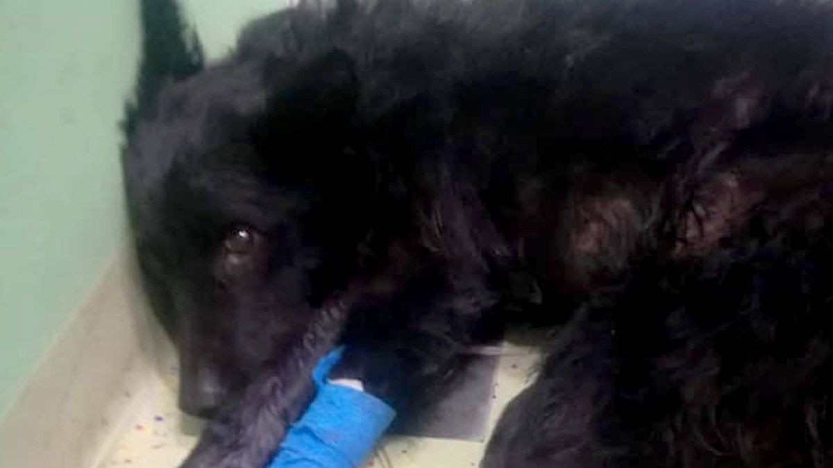 Ozlijeđeni hrvatski ovčar satima je ležao na autocesti kod Slavonskog Broda. Volonteri su ga spasili