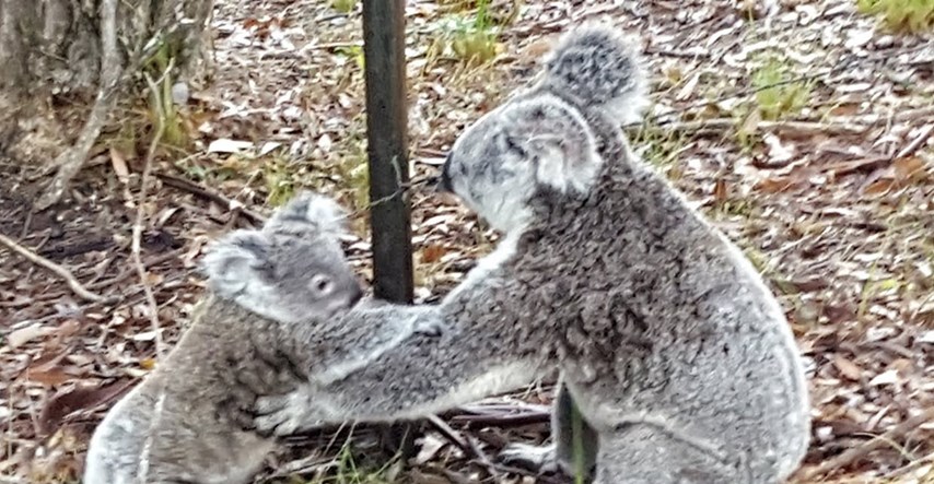 VIDEO Malena uplašena koala zapela je u bodljikavoj žici. Imala je sreće što joj je mama bila blizu
