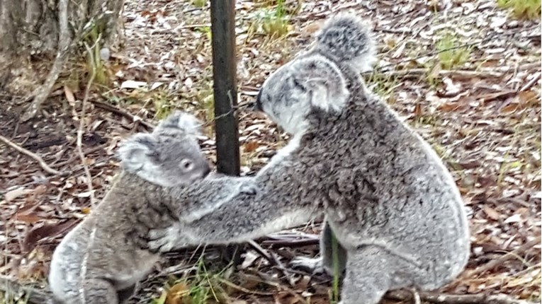 VIDEO Malena uplašena koala zapela je u bodljikavoj žici. Imala je sreće što joj je mama bila blizu