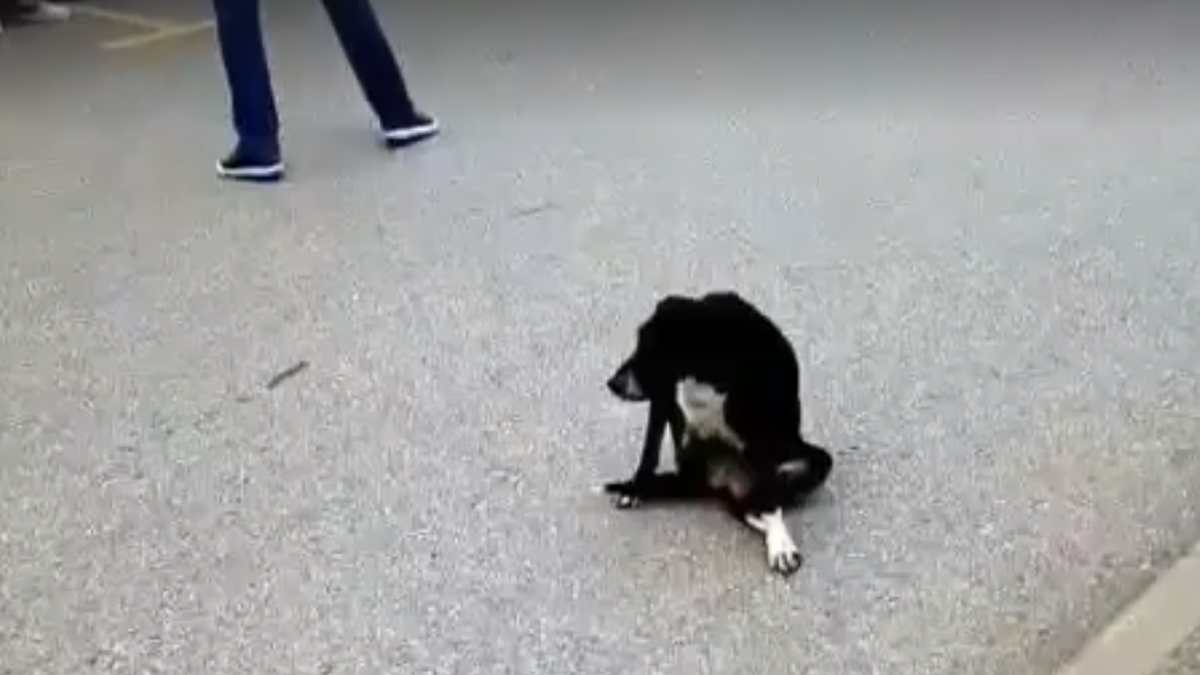 VIDEO U Slavoniji su spasili kujicu sa šest beba. Mnogi su prošli pokraj nje i okrenuli glavu
