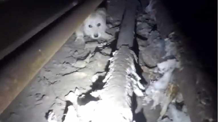 VIDEO Ova kujica je 3 mjeseca živjela u kanalizaciji i nitko je se nije usudio spasiti