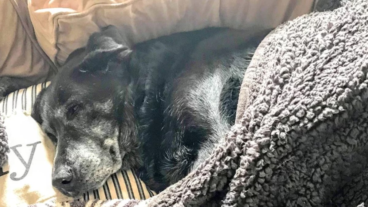 U Americi su pronašli kujica staru 20 godina pokraj mrtvog vlasnika