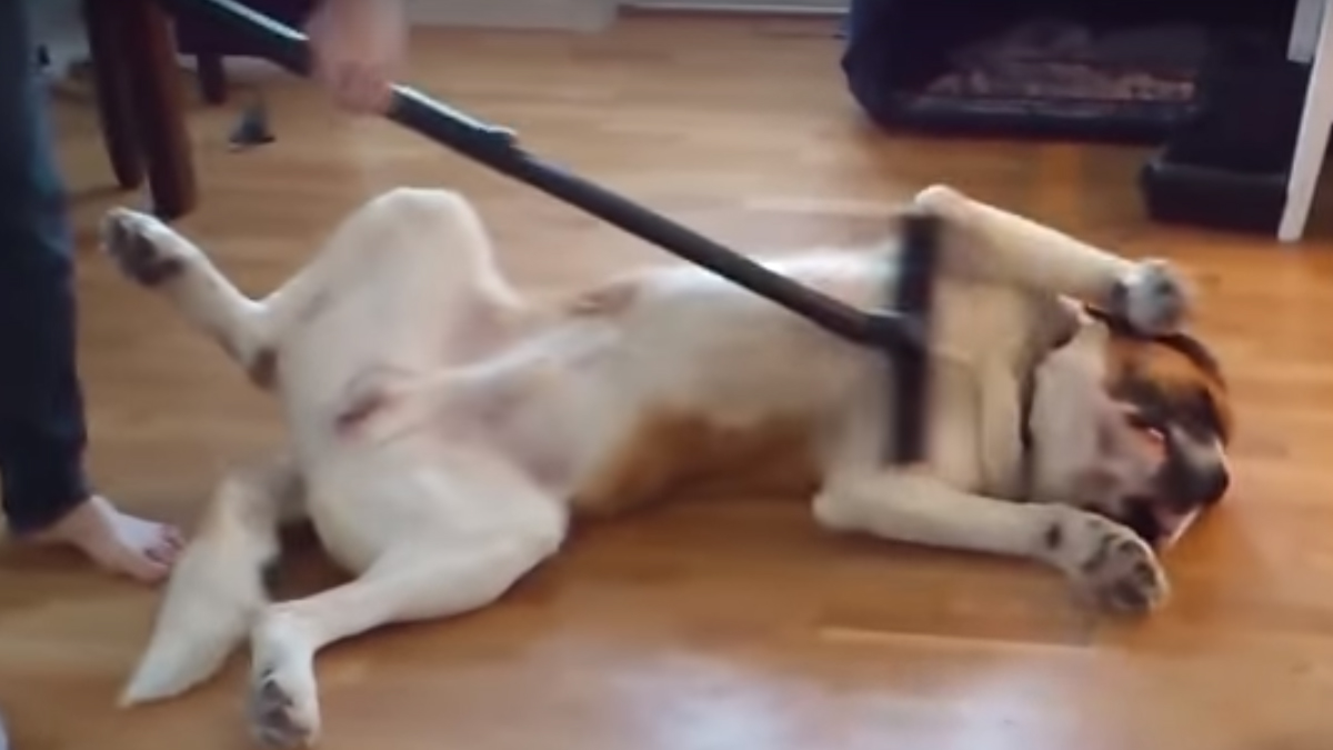 VIDEO Veliki psi su i najveće maze. Uvjerite se sami