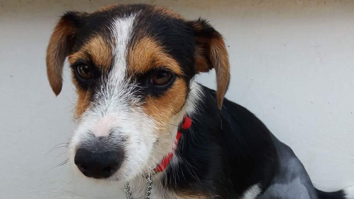 Preslatka kujica s tri noge nada se da će je netko primijetiti i pružiti joj dom