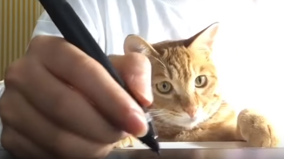 VIDEO Svim vlasnicima maca ovakve situacije su dobro poznate