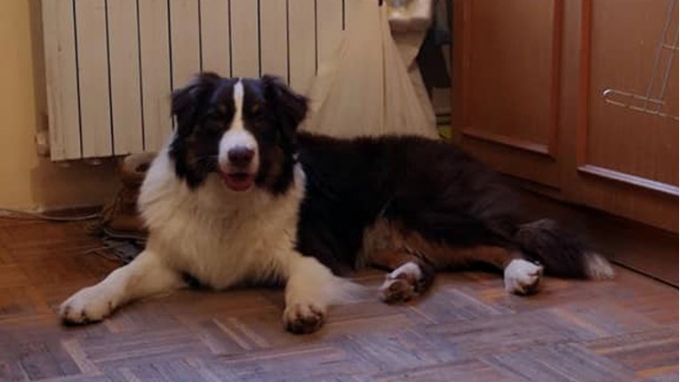 ZAGREB Pomozite pronaći odbjeglog terapijskog psa za pomoć djetetu s autizmom