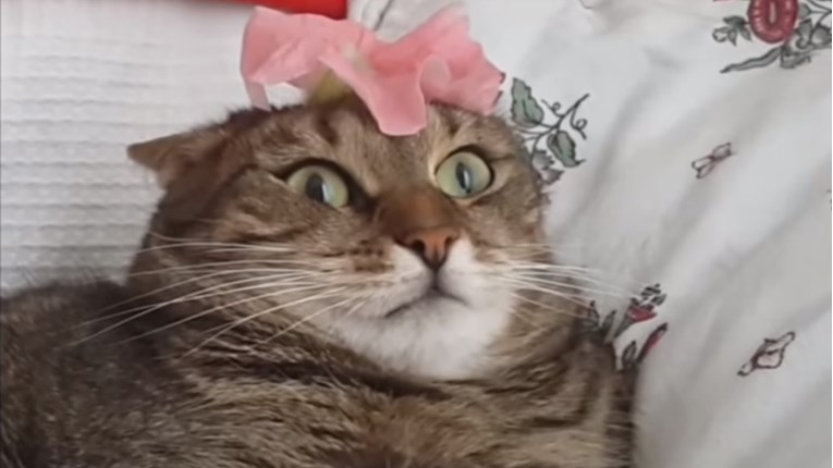 VIDEO Ove simpatične mačke ne znaju što ih je snašlo