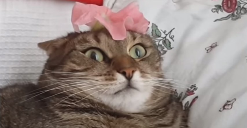 VIDEO Ove simpatične mačke ne znaju što ih je snašlo