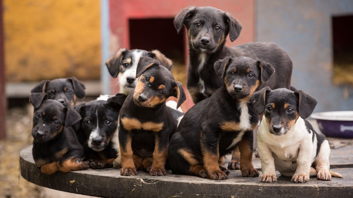 Psi na glavnome Trgu u Zagrebu ukazuju na problem napuštanja