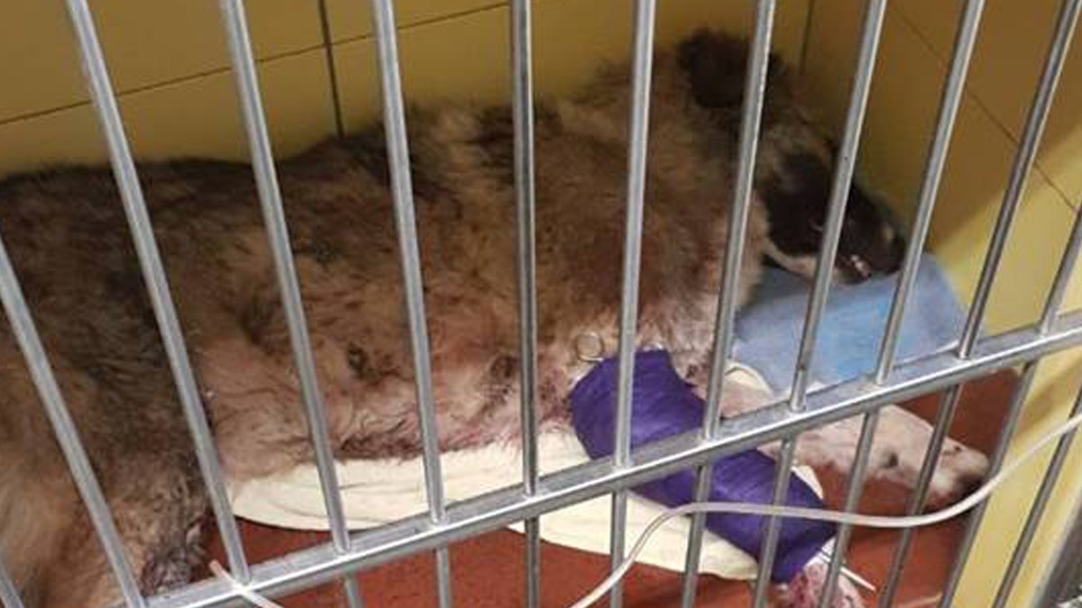 Ova kujica je nastradala na cesti u Slavoniji. Spašena je i treba pomoć