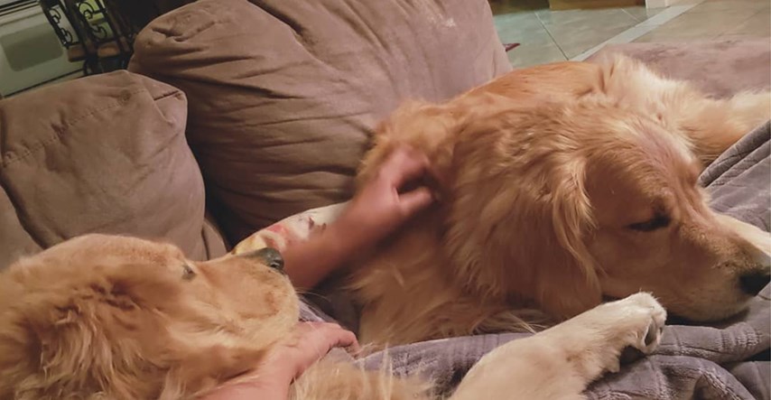 VIDEO Ovaj pas doslovno poludi od sreće kada vidi svoju vlasnicu