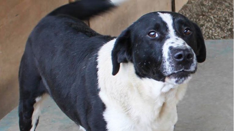 Ovaj pas je pet godina proveo zavezan na metar žice u Čakovcu. Vrijeme je da pronađe obitelj