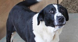 Ovaj pas je pet godina proveo zavezan na metar žice u Čakovcu. Vrijeme je da pronađe obitelj