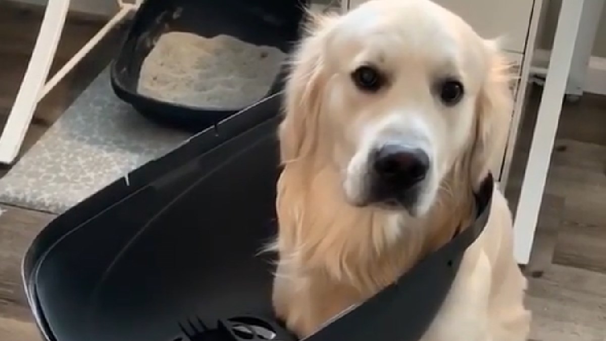 VIDEO Ulovili su ga u najgorem mogućem trenutku, a njegov pogled je neprocjenjiv