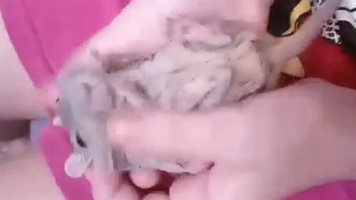 Ova mala životinjica uživa u maženju i masiranju