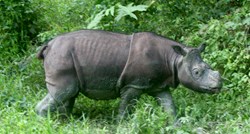 Uginuo je posljednji sumatranski nosorog, a s njime i šansa za očuvanje vrste