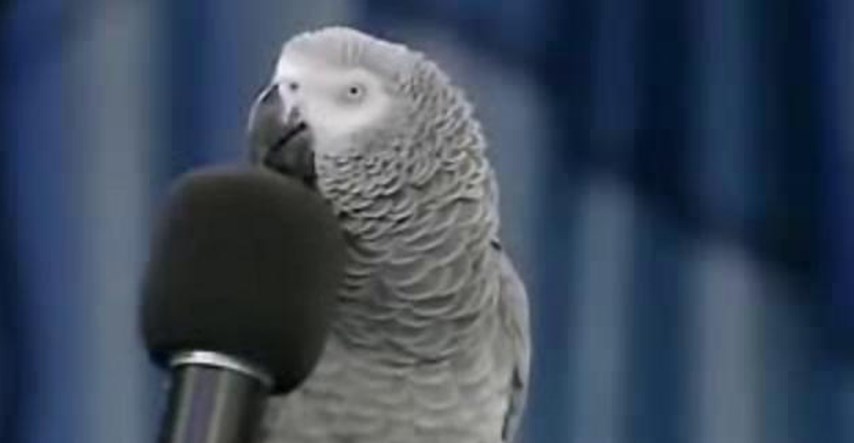 VIDEO Najslađi papagaj Einstein će vam uljepšati dan