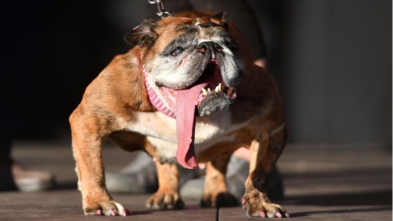 Buldogica Zsa Zsa je osvojila titulu najružnijeg psa na svijetu