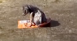 Maleni psić je na hrpi smeća u kanalu dva dana sjedio usamljen i ozlijeđen