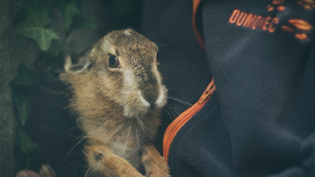 Pomozite njuškama iz azila Dumovec uz kalendar U dobrim rukama