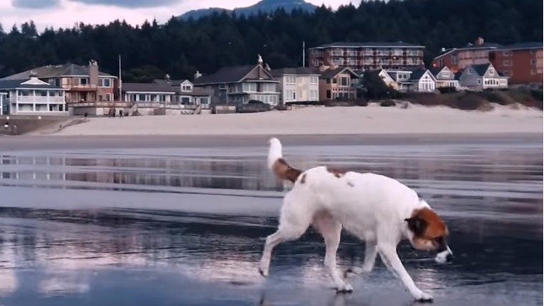 VIDEO Spašeni pas nevjerojatno je reagirao kada je ugledao more