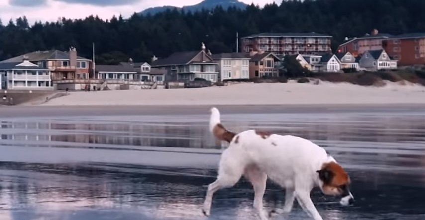 VIDEO Spašeni pas je imao nevjerojatnu reakciju kada je ugledao more