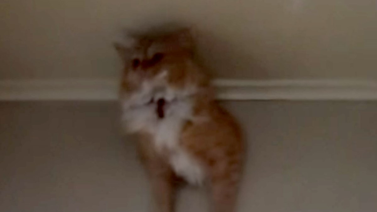 VIDEO Ovaj mačak zapeo je na nevjerojatnom mjestu