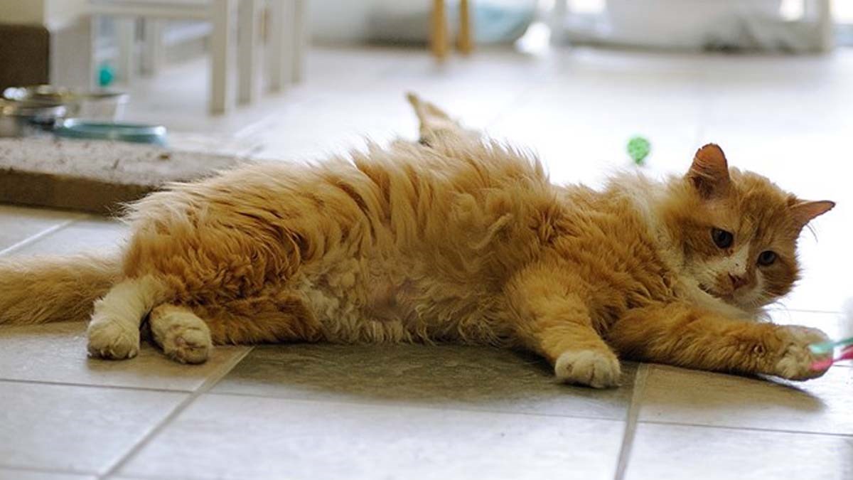 Prešao je 20 kilometara da bi se vratio ljudima koji su ga odbacili