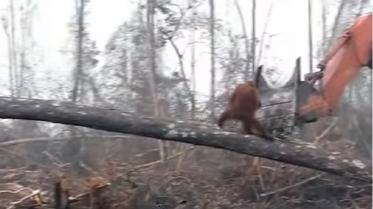 Usamljeni orangutan bori se protiv buldožera koji mu uništavaju dom