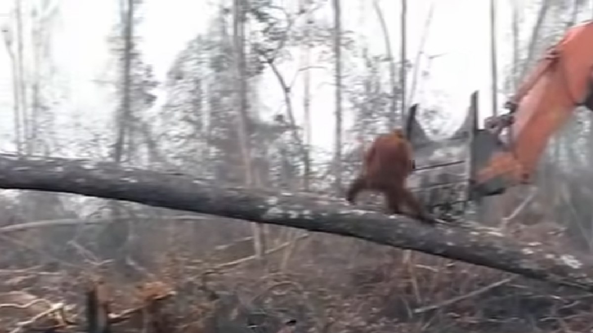 Usamljeni orangutan bori se protiv buldožera koji mu uništavaju dom