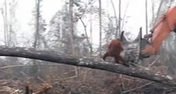 Usamljeni orangutan bori se protiv buldožera koji mu uništavaju dom