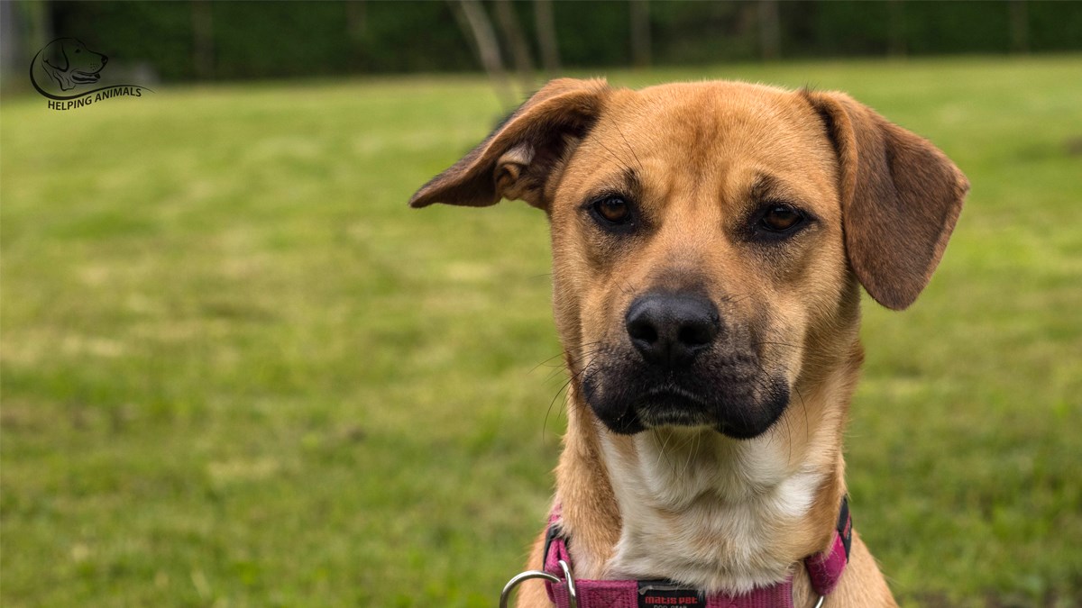 Proveli smo Dan bez kaveza u prihvatilištu za životinje Noina Arka u Zagrebu